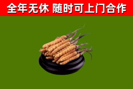 东台烟酒回收冬虫夏草.jpg